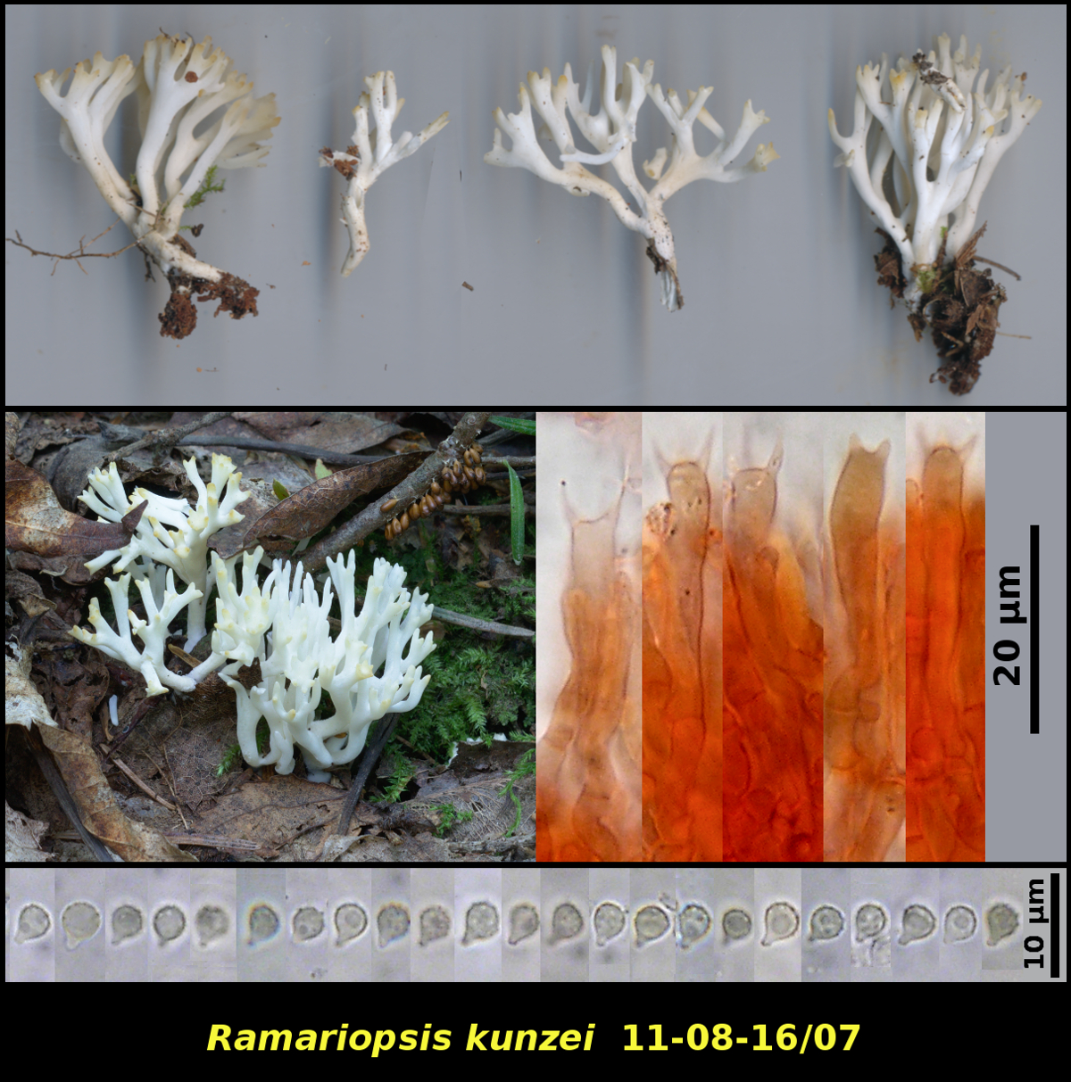 Ramariopsis_kunzei